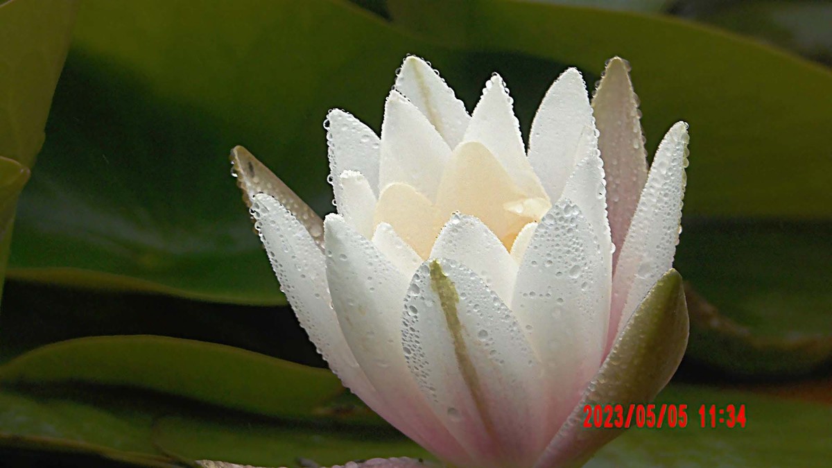 蒙蒙细雨中的睡莲