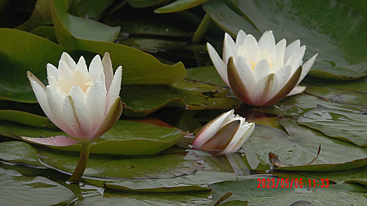 蒙蒙细雨中的睡莲