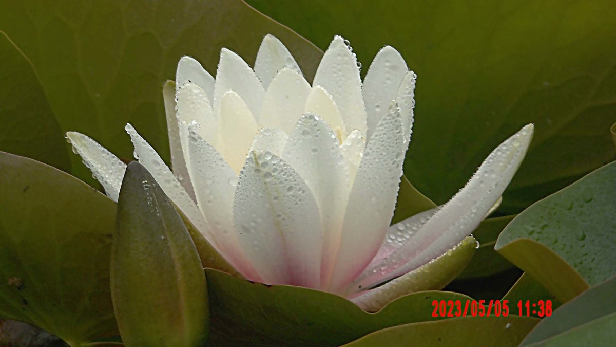 蒙蒙细雨中的睡莲