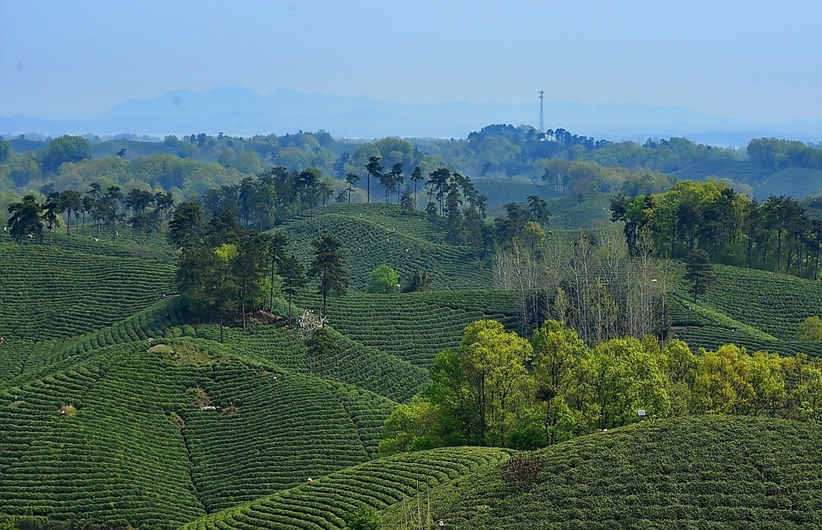 信阳毛尖发源地