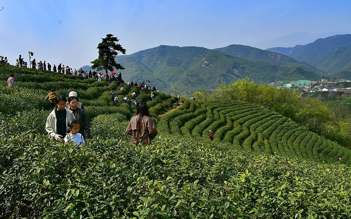 信阳毛尖发源地