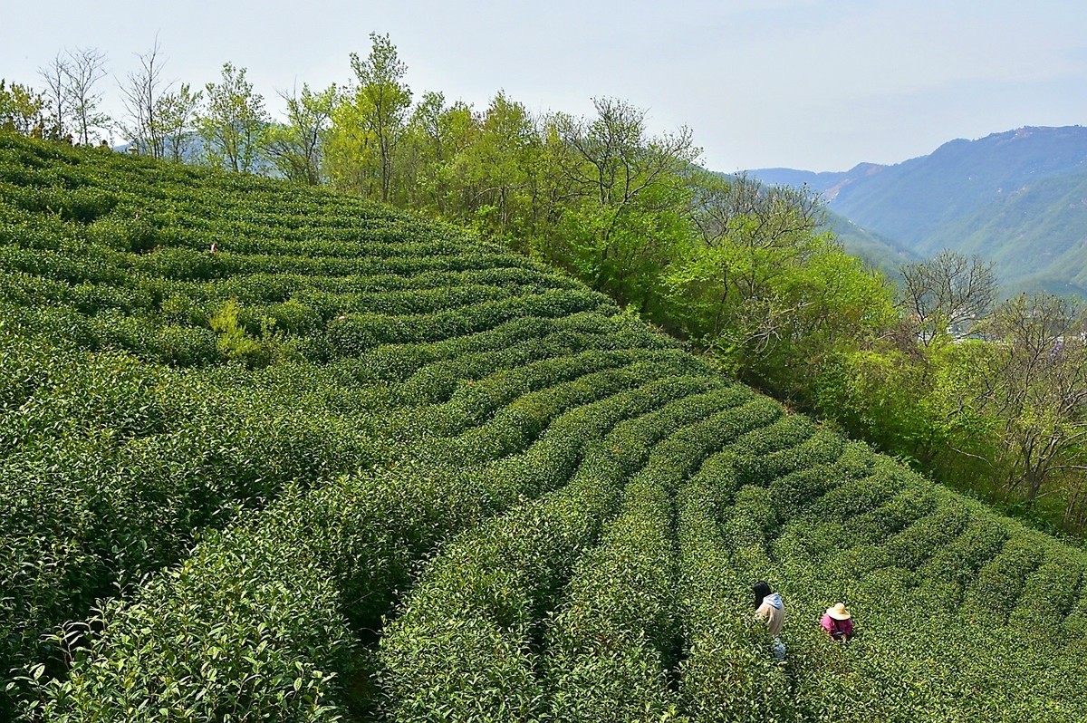 信阳毛尖发源地