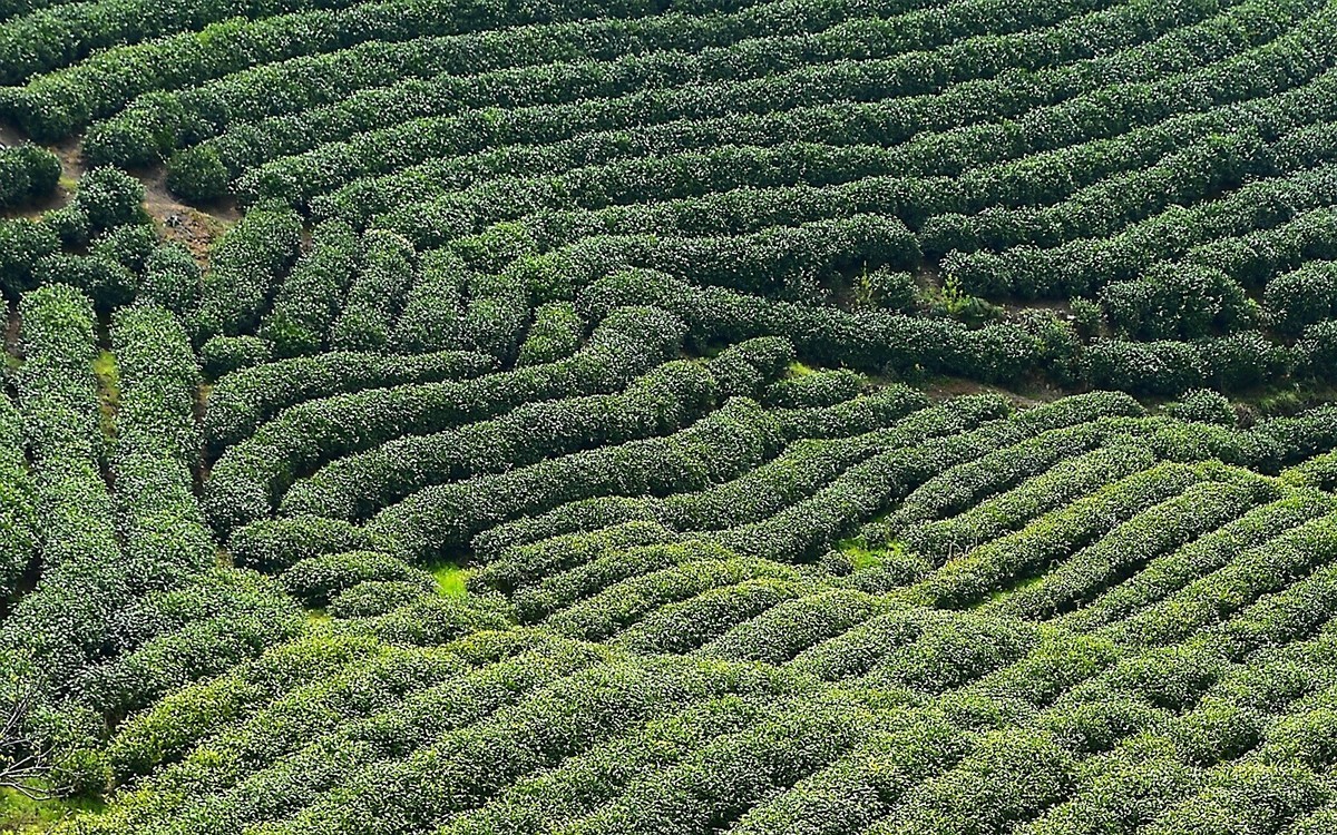 信阳毛尖发源地
