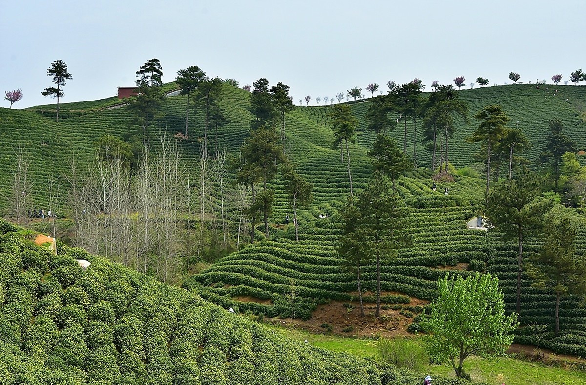 信阳毛尖发源地