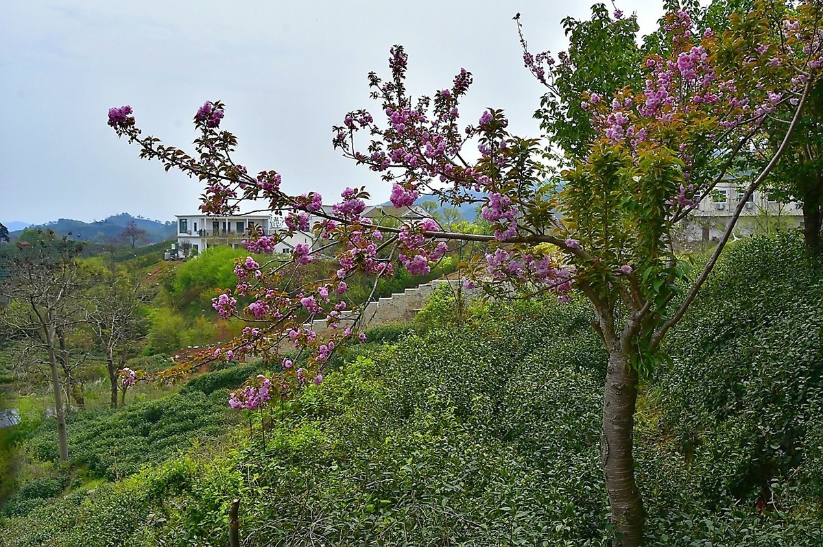 信阳毛尖发源地