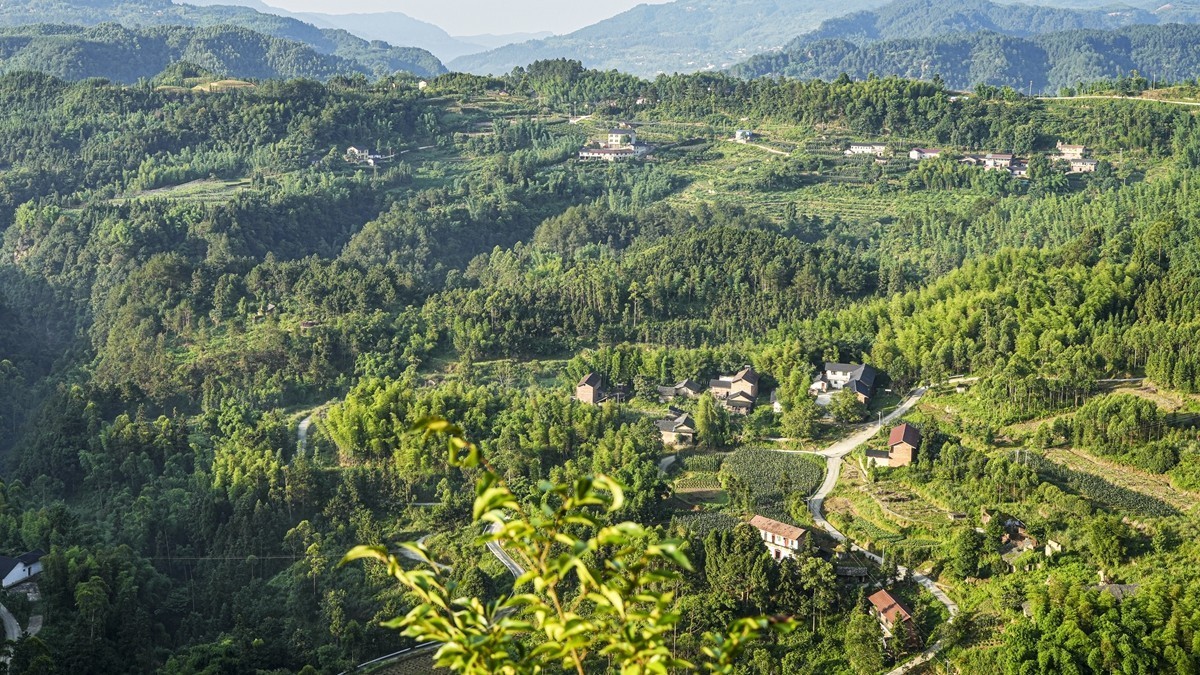 四川威远骑龙坳---晨雾【11】续完