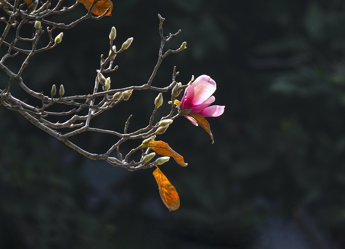 春花秋叶竞璀璨