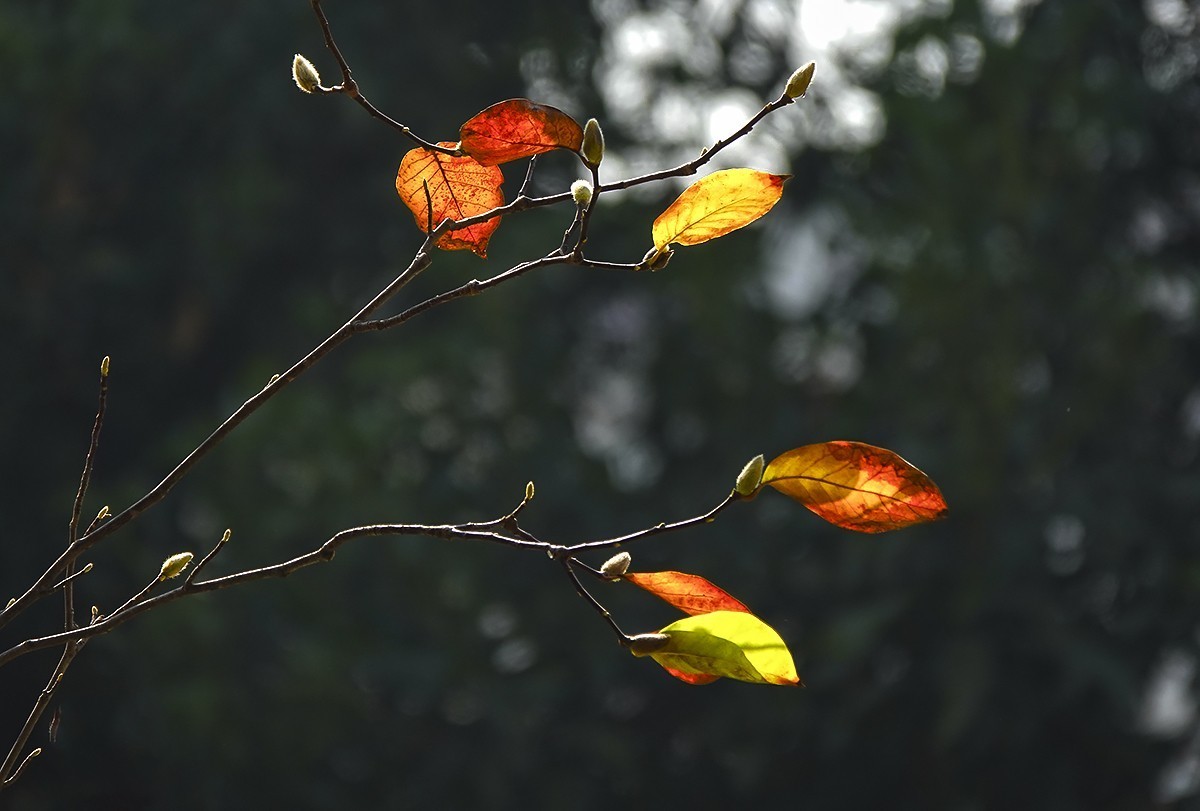 春花秋叶竞璀璨