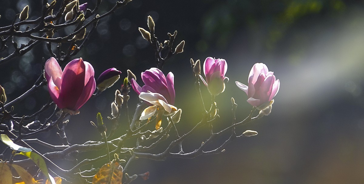 春花秋叶竞璀璨