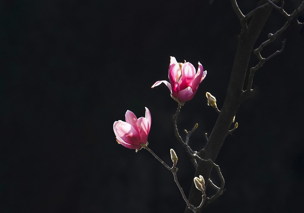 春花秋叶竞璀璨