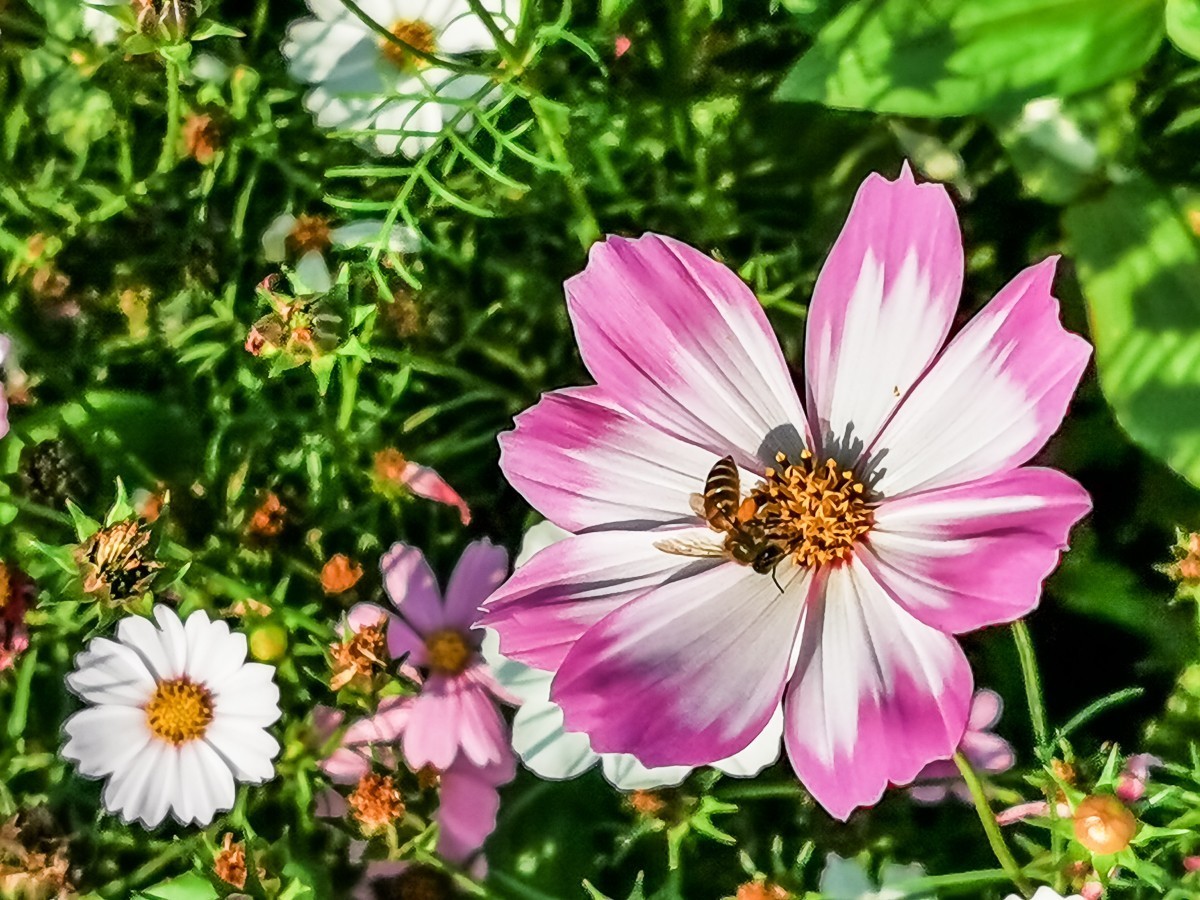 格桑花