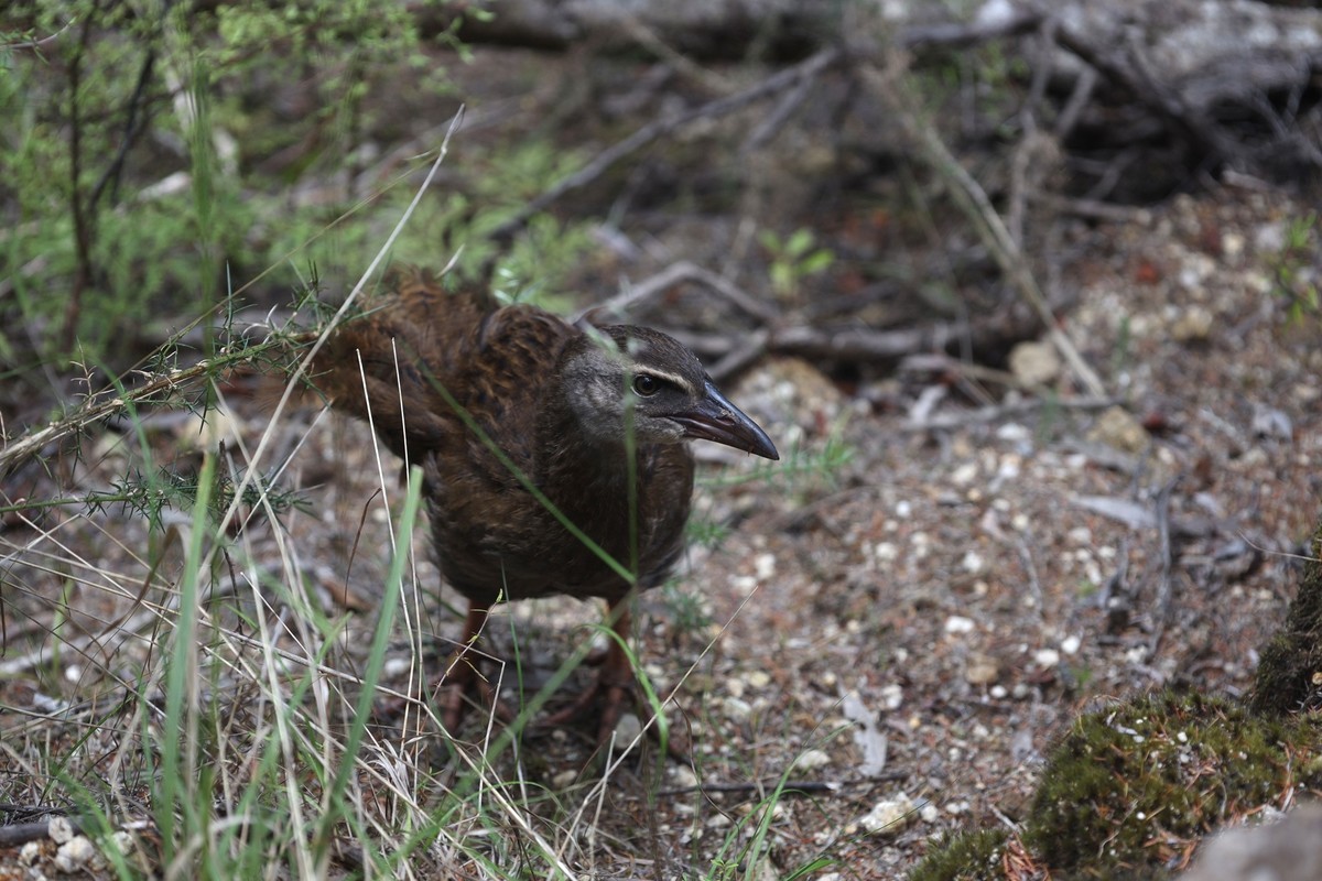 抓拍威卡（Weka）鸟