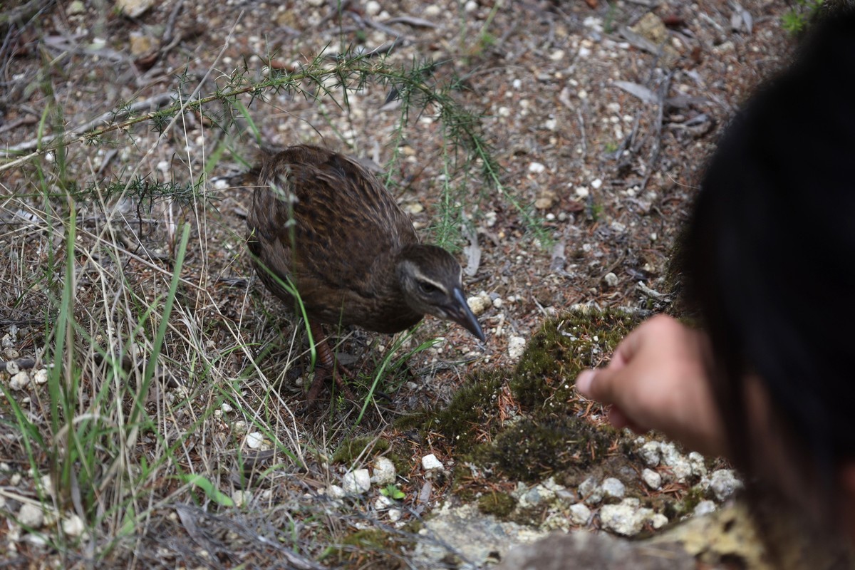 抓拍威卡（Weka）鸟