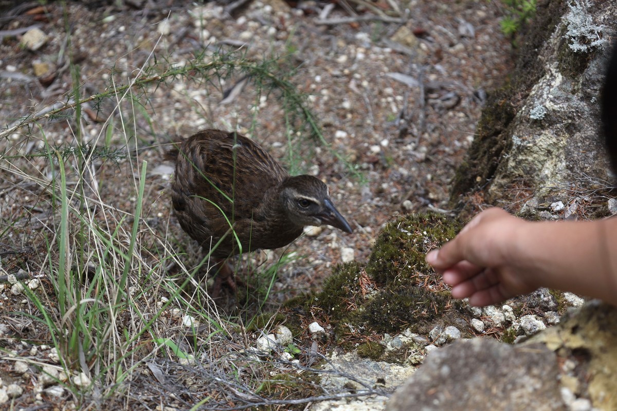 抓拍威卡（Weka）鸟