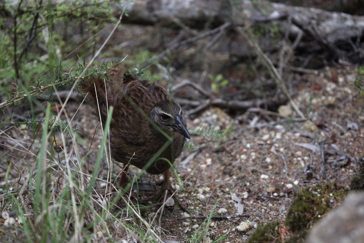 抓拍威卡（Weka）鸟