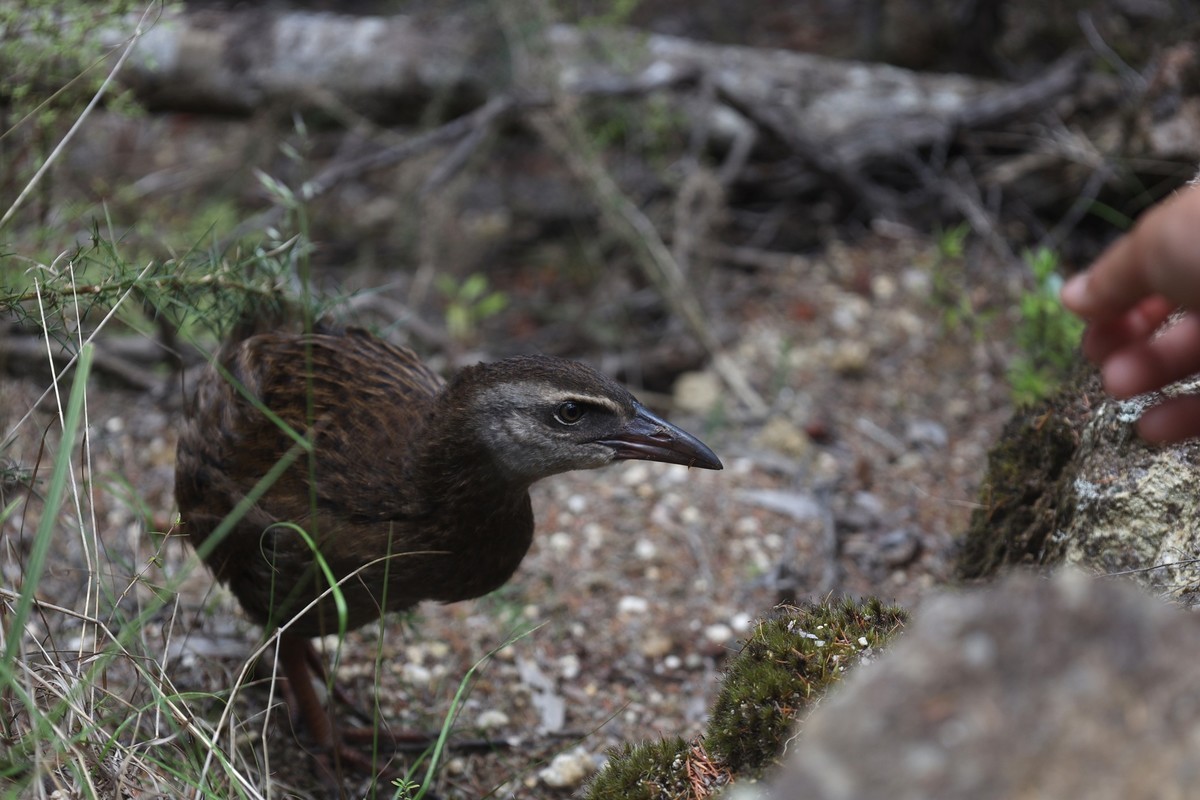 抓拍威卡（Weka）鸟