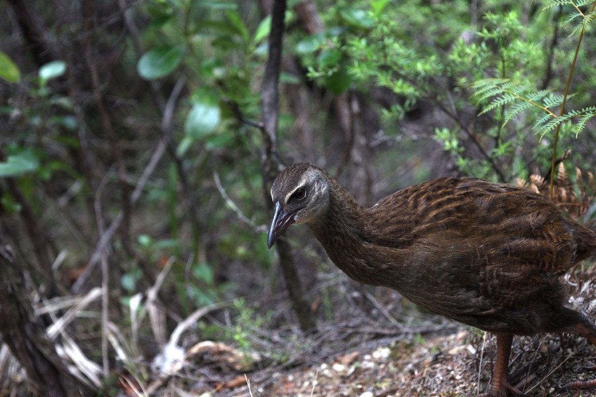 抓拍威卡（Weka）鸟