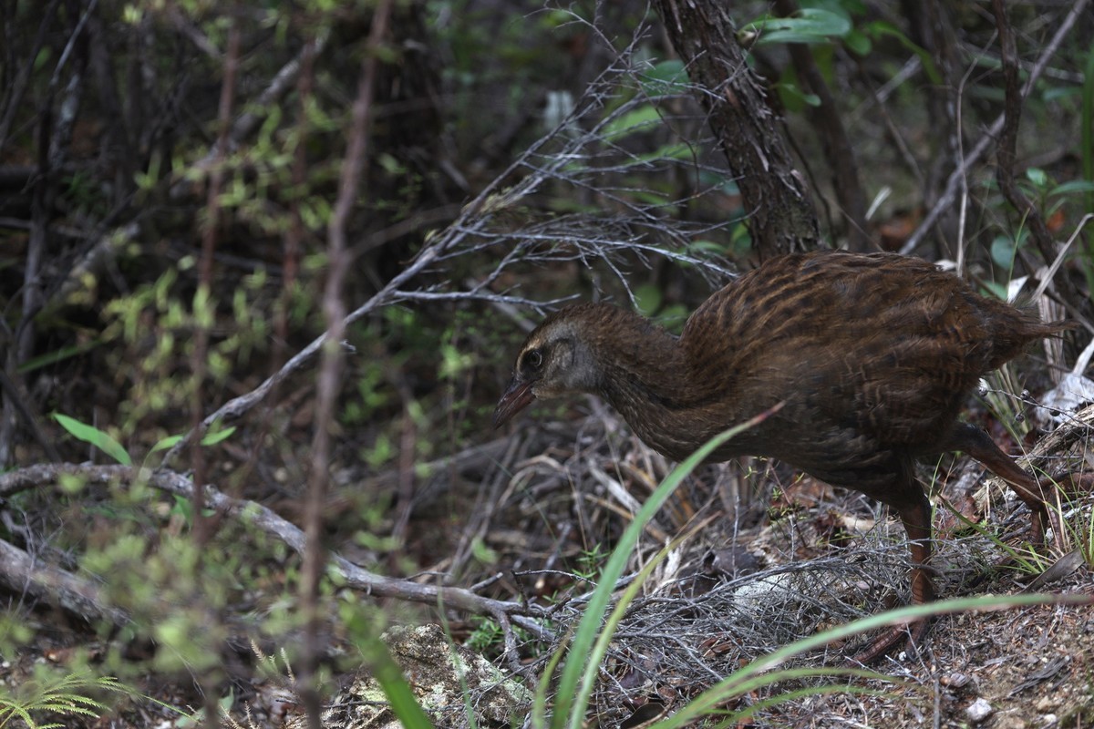 抓拍威卡（Weka）鸟