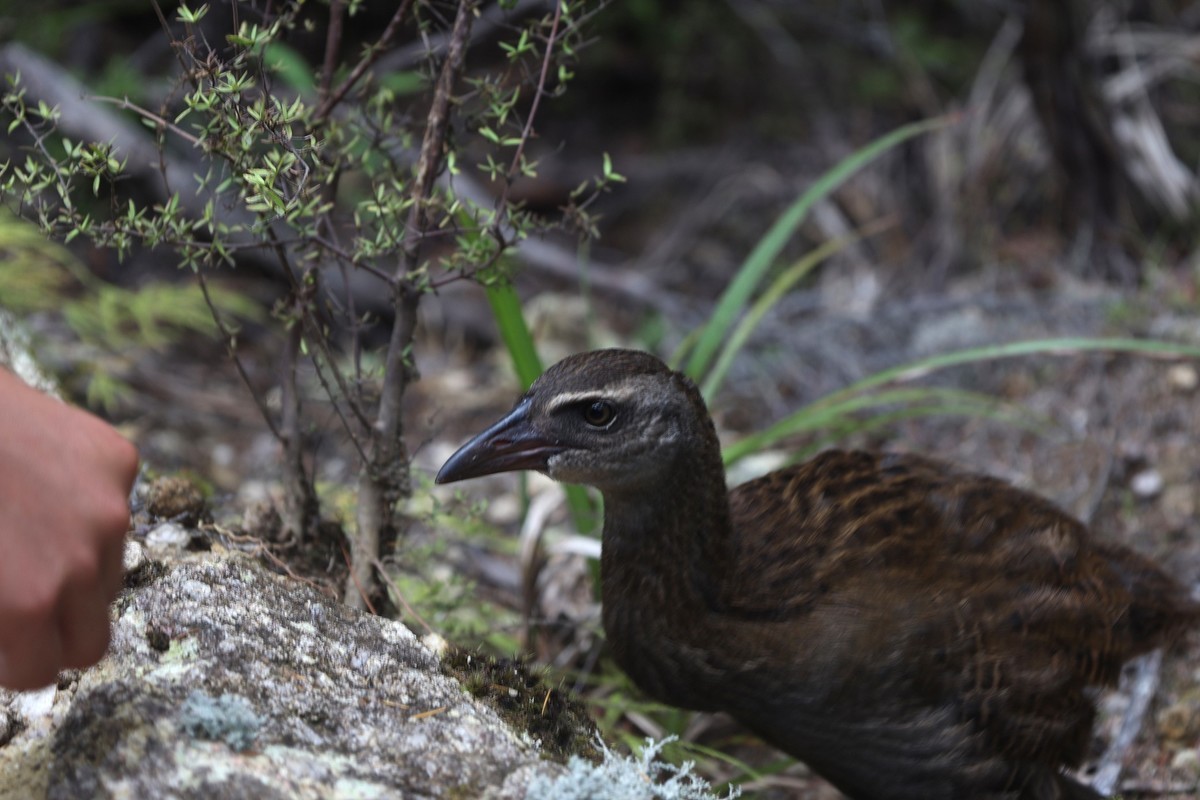 抓拍威卡（Weka）鸟