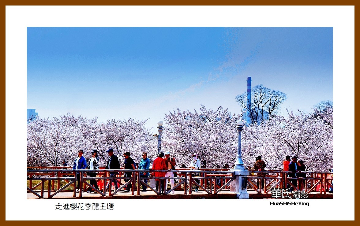 美色辽宁—走进樱花季龙王塘（大连市旅顺口）