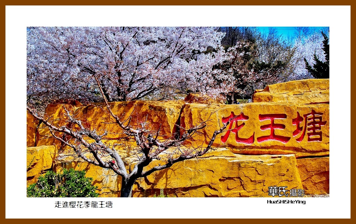 美色辽宁—走进樱花季龙王塘（大连市旅顺口）
