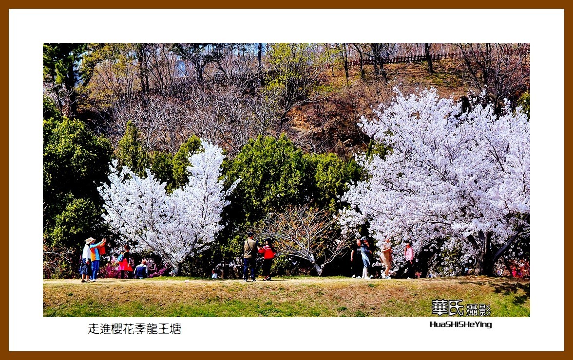 美色辽宁—走进樱花季龙王塘（大连市旅顺口）