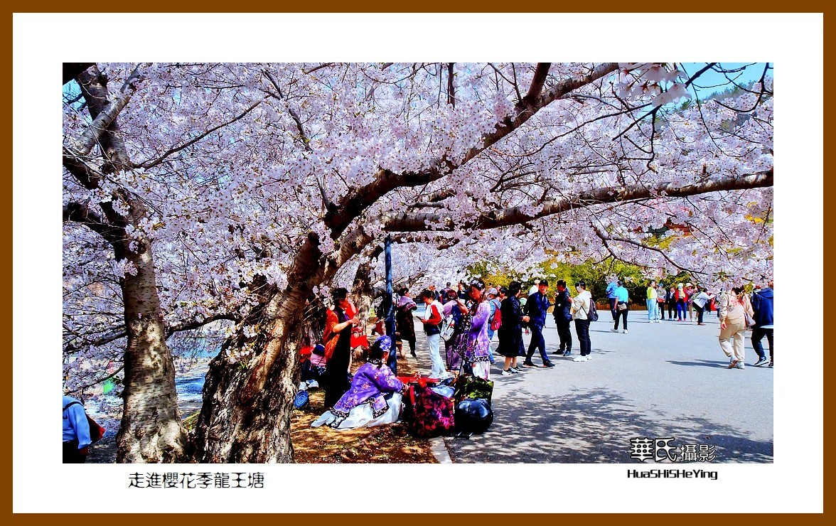 美色辽宁—走进樱花季龙王塘（大连市旅顺口）