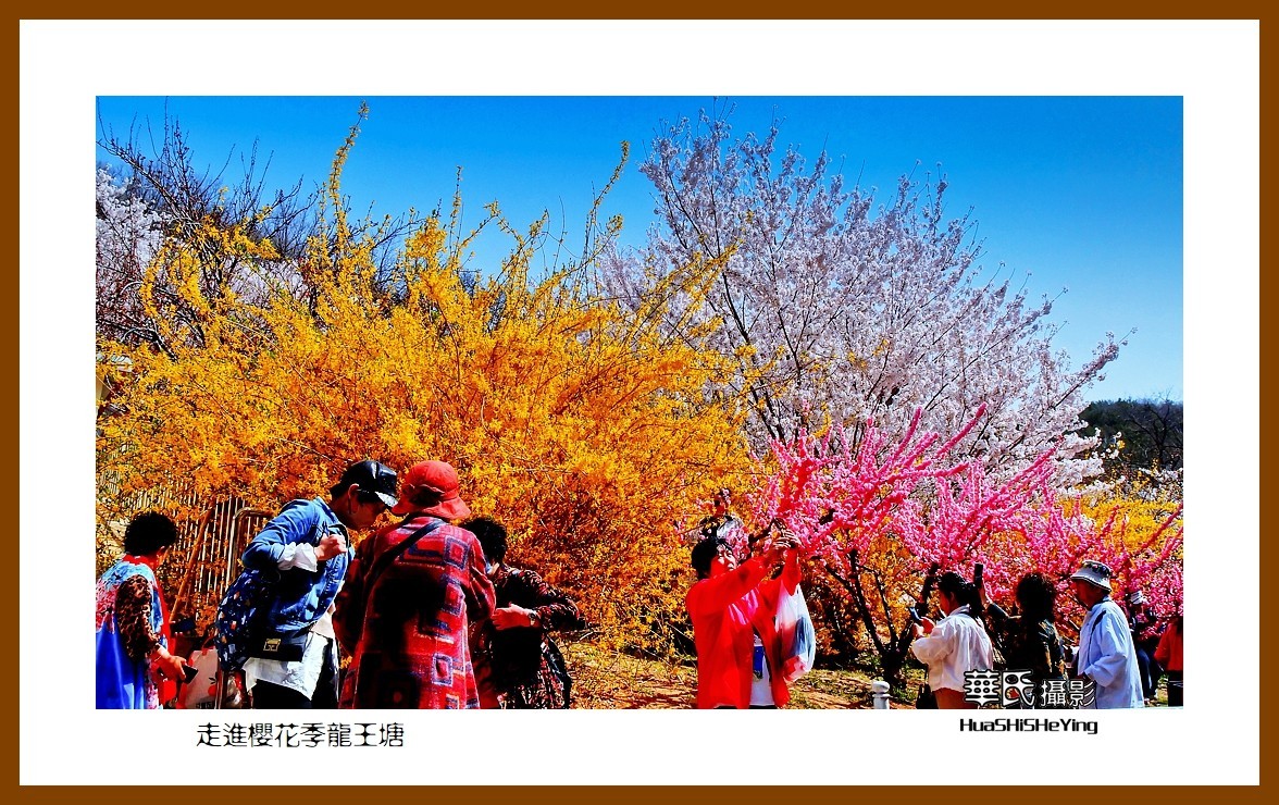 美色辽宁—走进樱花季龙王塘（大连市旅顺口）