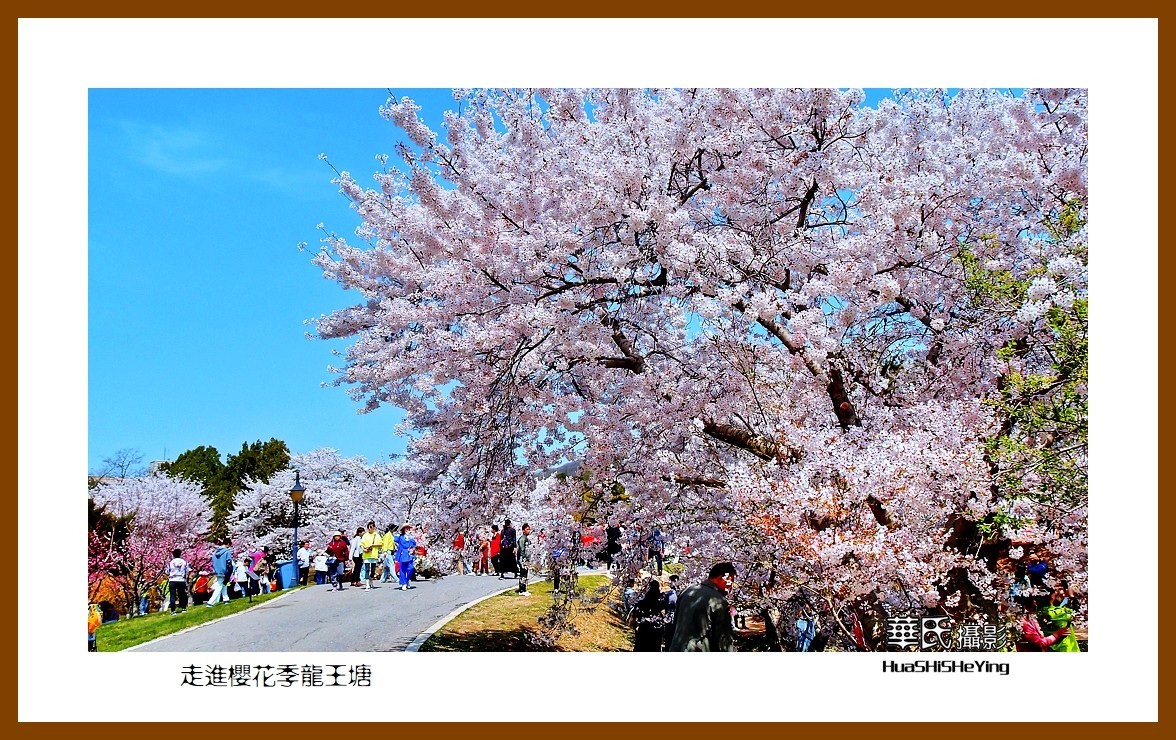 美色辽宁—走进樱花季龙王塘（大连市旅顺口）