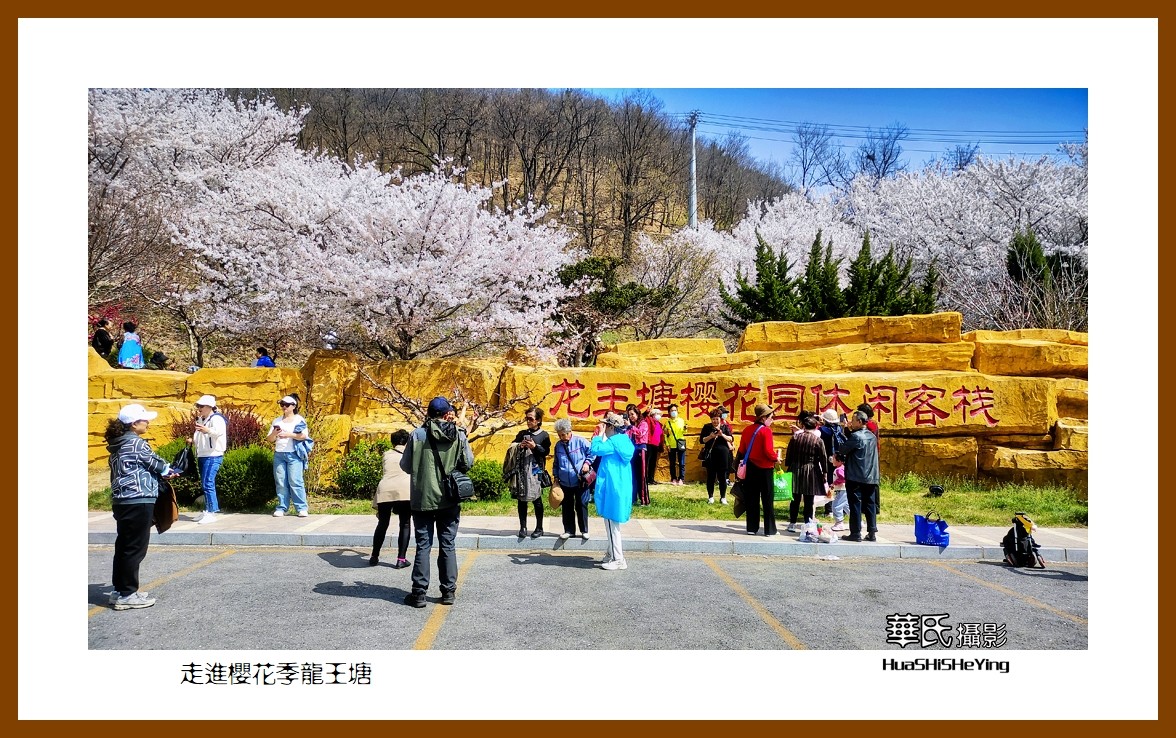 美色辽宁—走进樱花季龙王塘（大连市旅顺口）