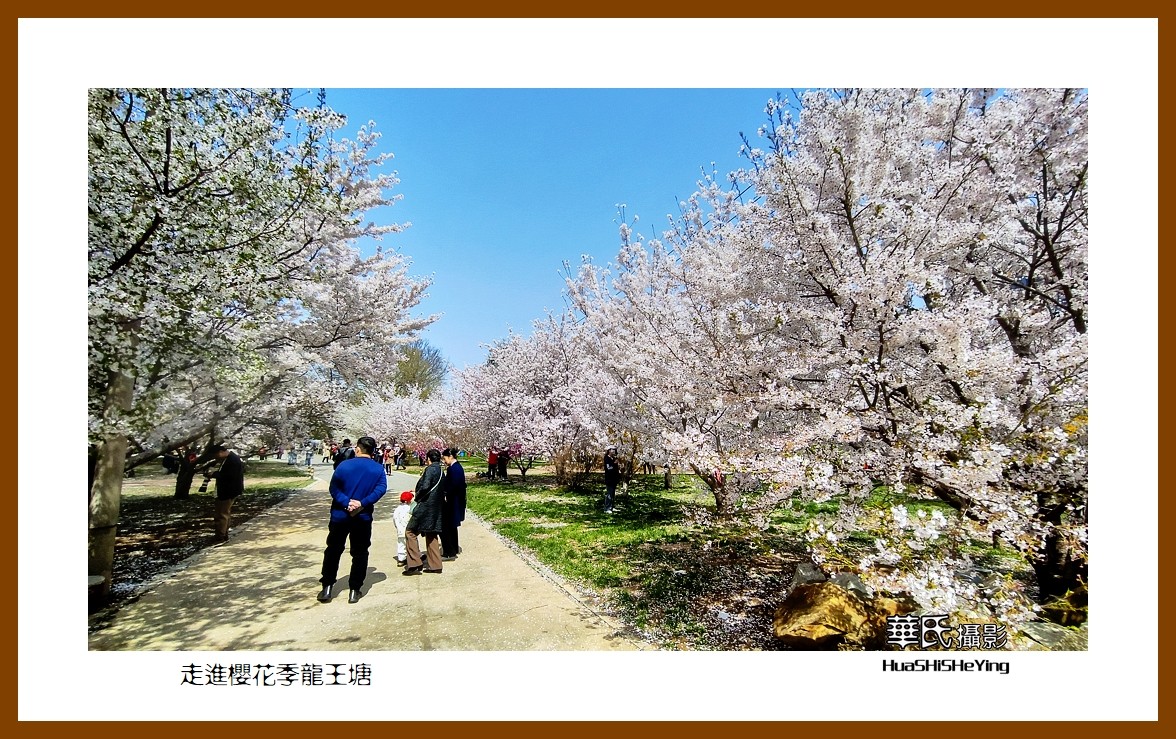 美色辽宁—走进樱花季龙王塘（大连市旅顺口）