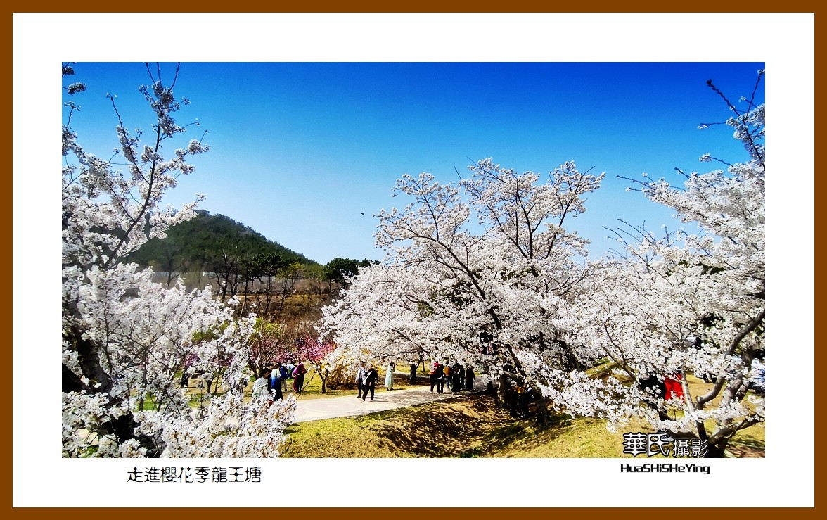 美色辽宁—走进樱花季龙王塘（大连市旅顺口）