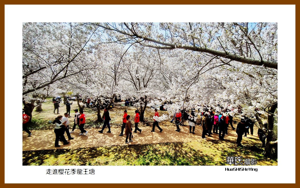 美色辽宁—走进樱花季龙王塘（大连市旅顺口）