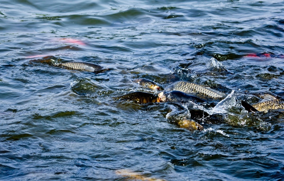 明湖——锦鲤翻波