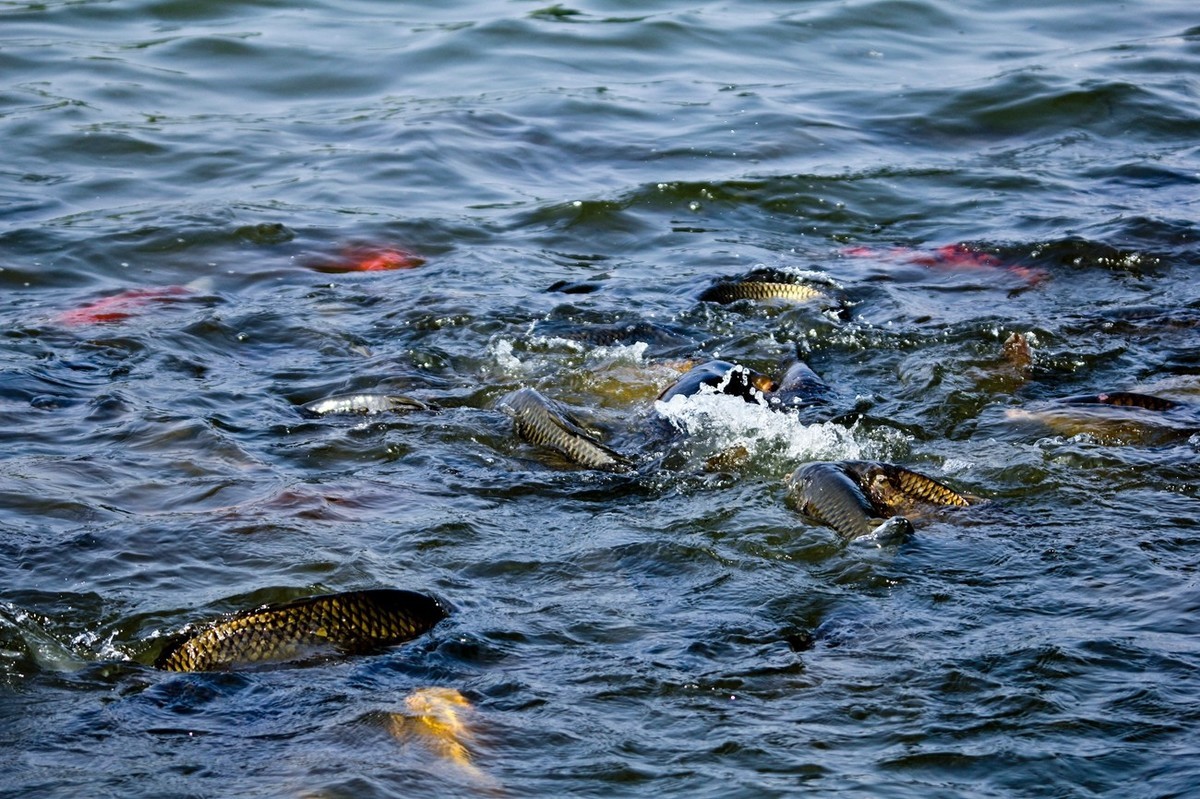 明湖——锦鲤翻波