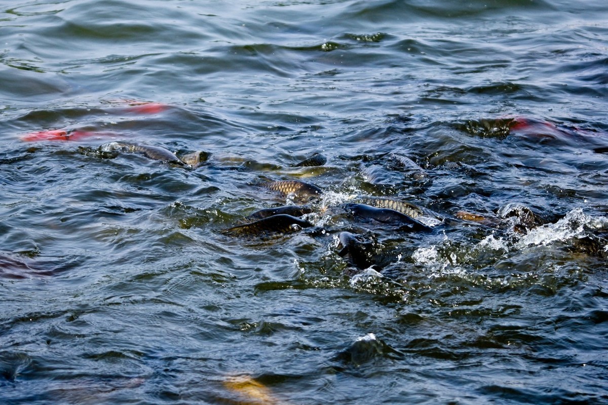明湖——锦鲤翻波