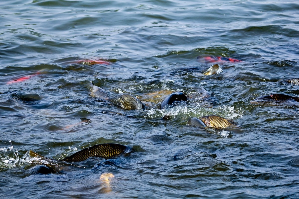 明湖——锦鲤翻波