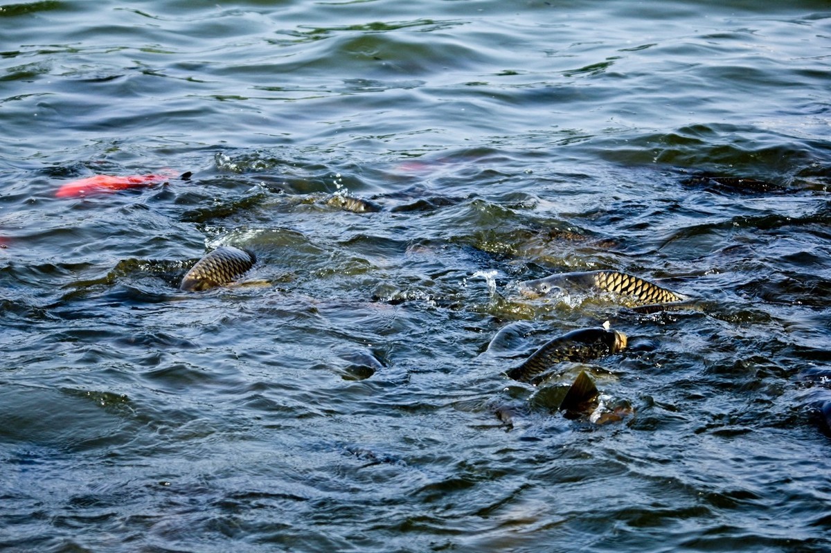 明湖——锦鲤翻波
