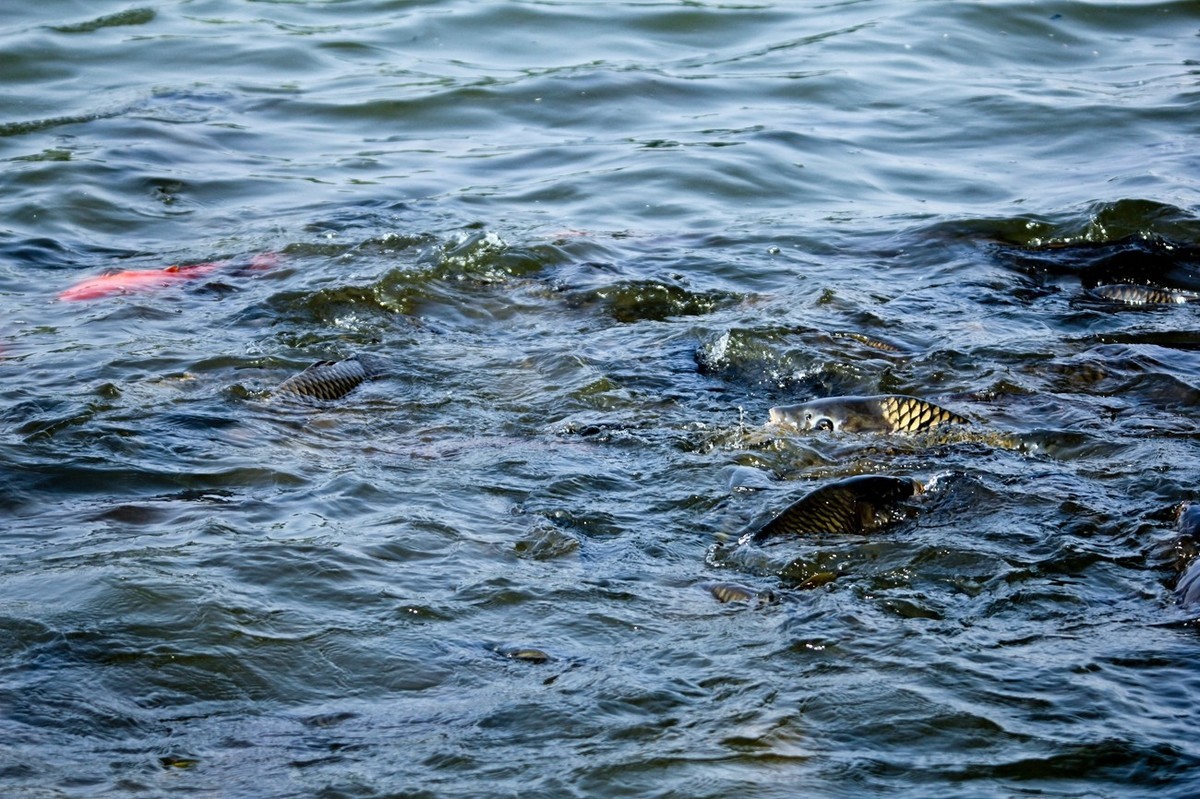明湖——锦鲤翻波