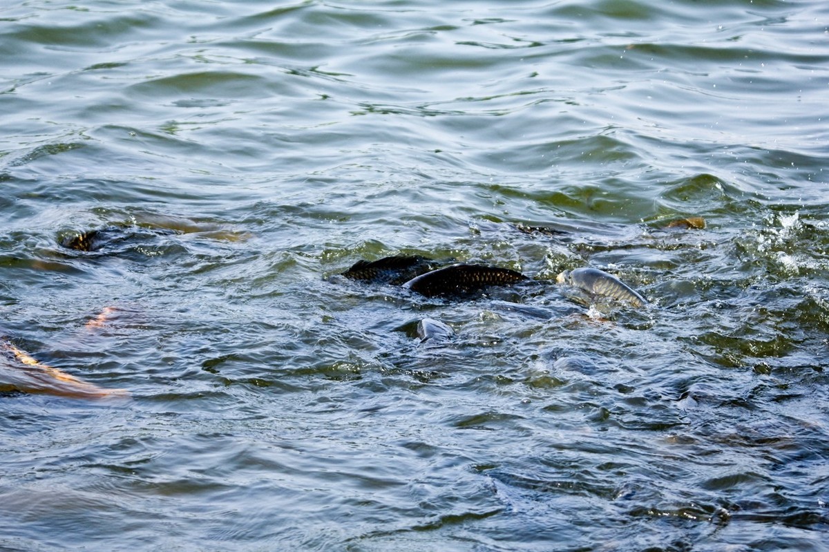 明湖——锦鲤翻波