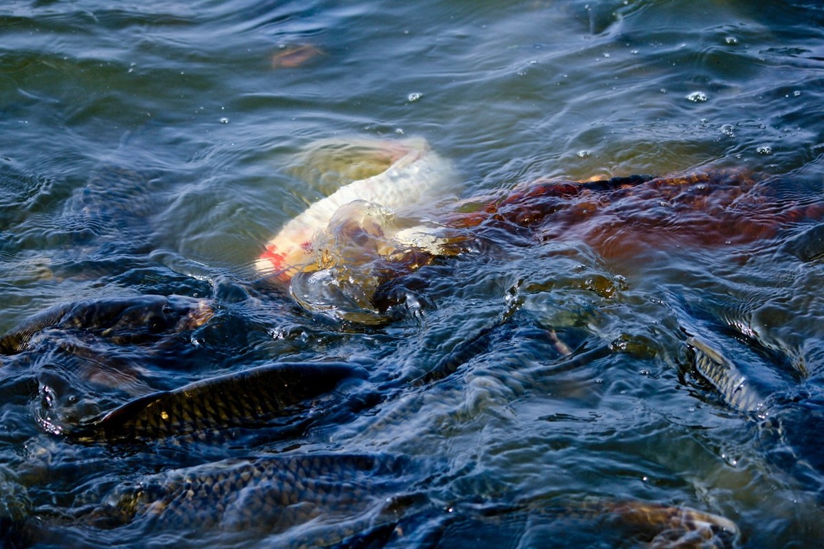 明湖——锦鲤翻波