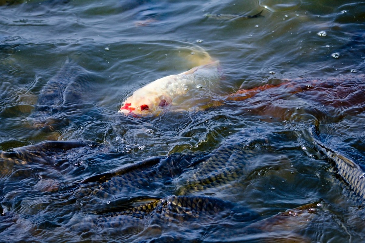 明湖——锦鲤翻波