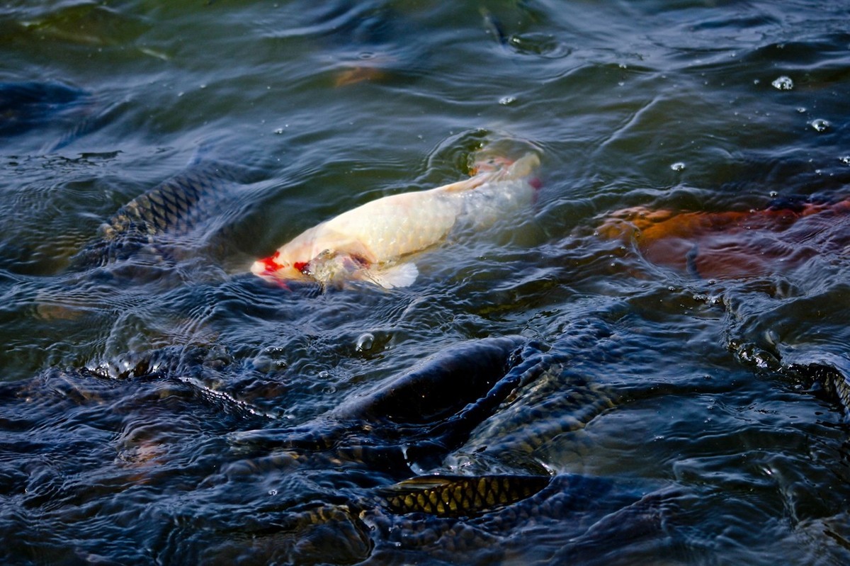 明湖——锦鲤翻波