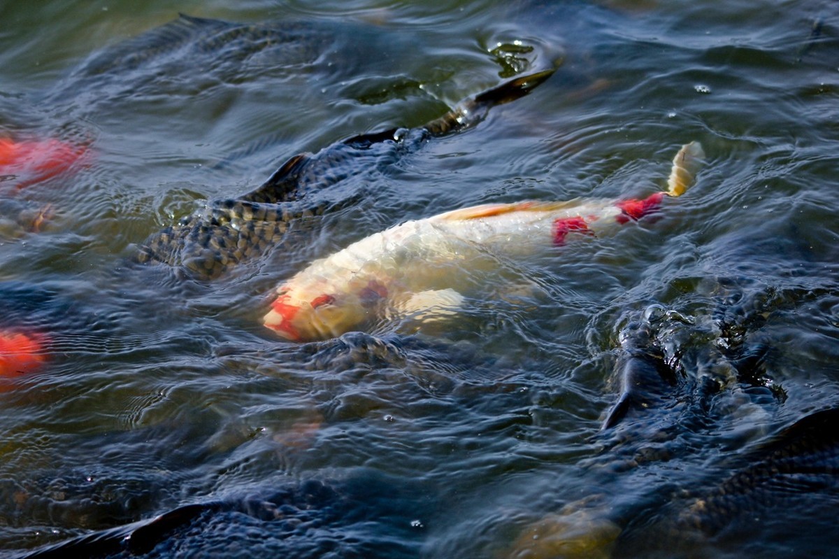 明湖——锦鲤翻波