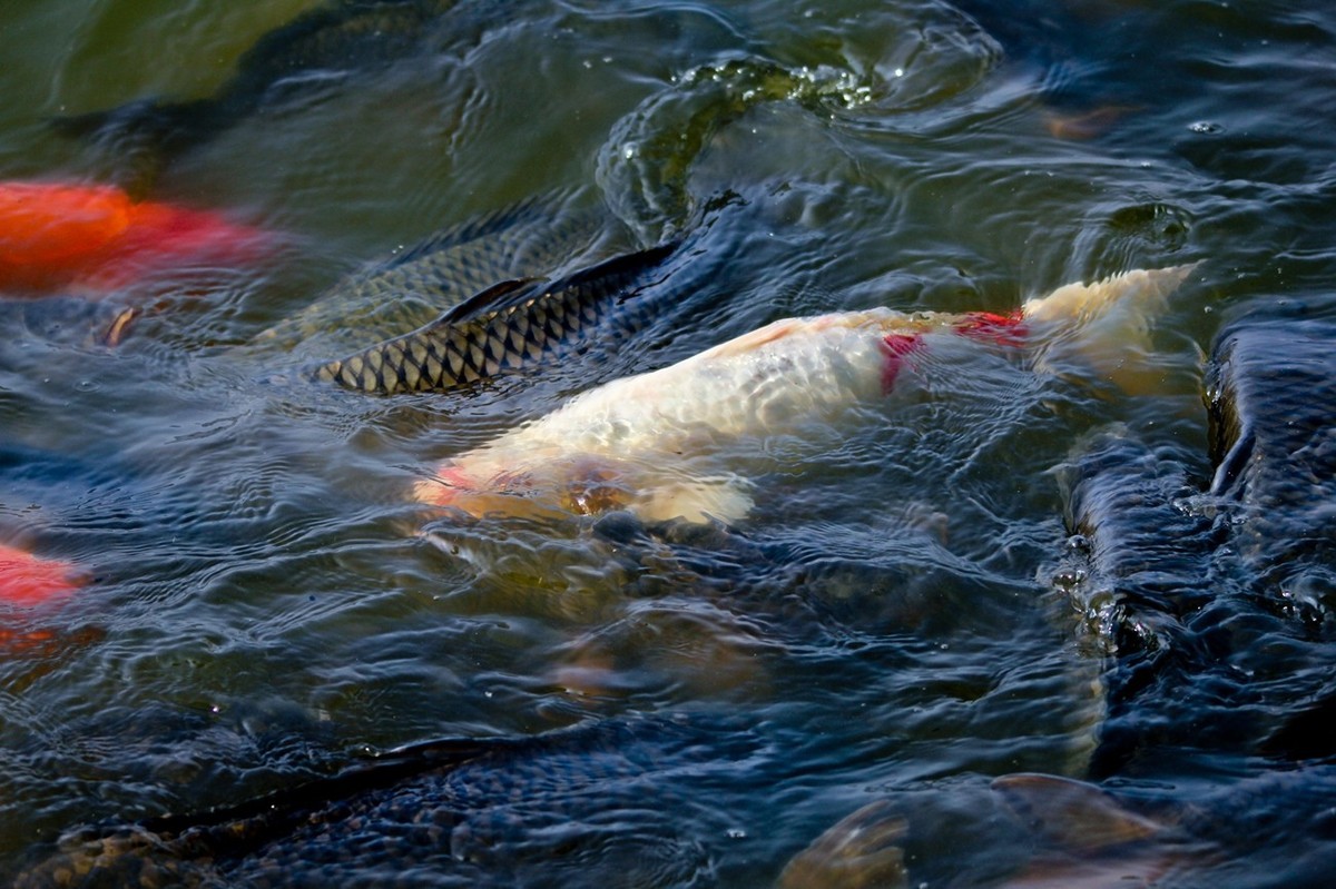 明湖——锦鲤翻波