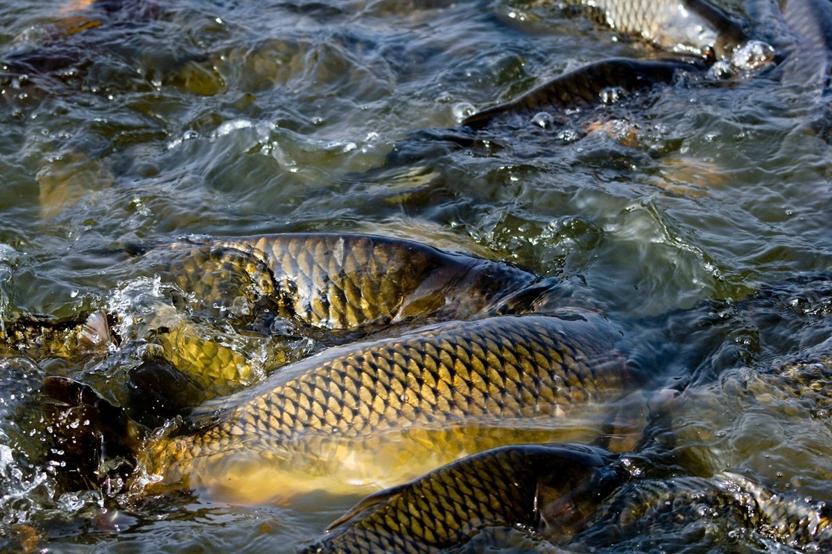 明湖——锦鲤翻波
