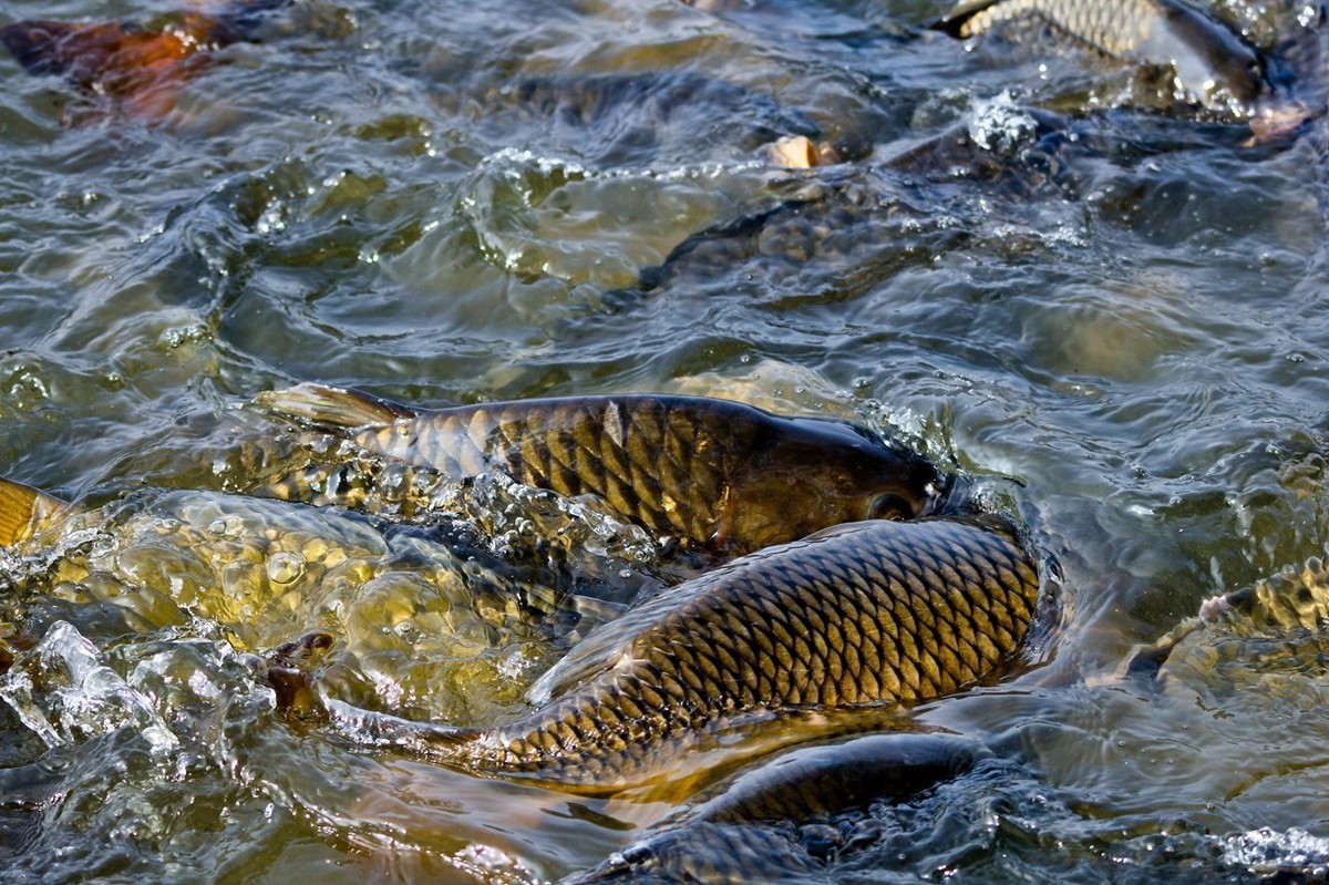 明湖——锦鲤翻波