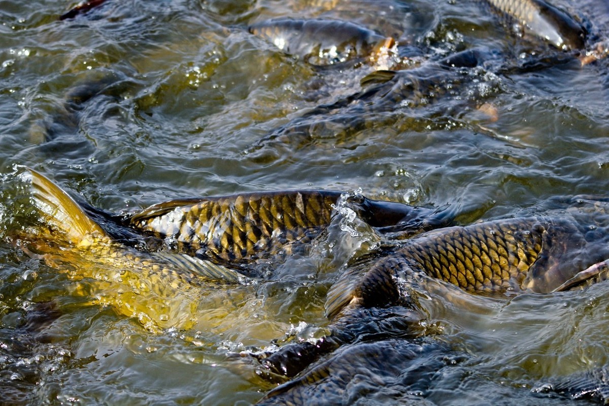 明湖——锦鲤翻波