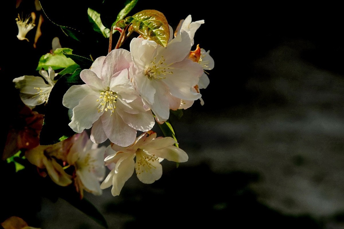 2025050 海 棠 花