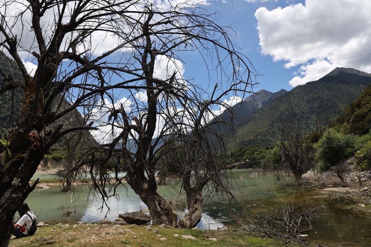强劲的生命力--树